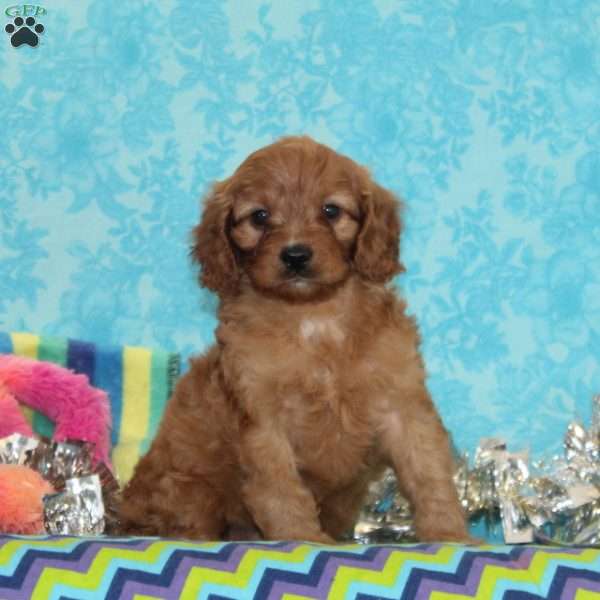 Whipoorwill, Cavapoo Puppy